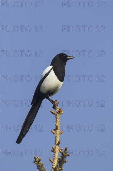 Eurasian magpie (Pica pica), common magpie perched in tree against blue sky