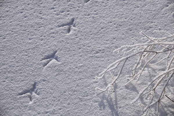 Footprints of bird on frost covered frozen lake