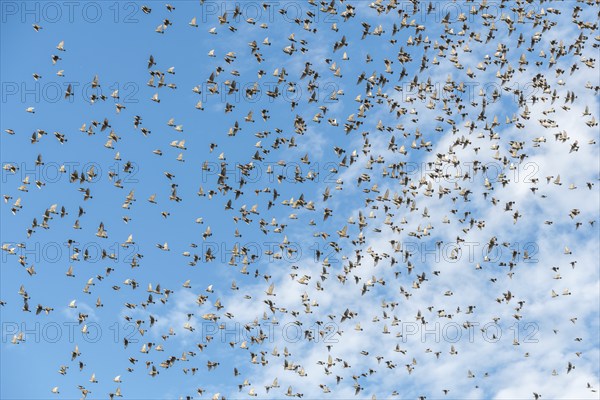 Common (Sturnus vulgaris) starlings fly together, in perfect symbiosis to protect themselves from