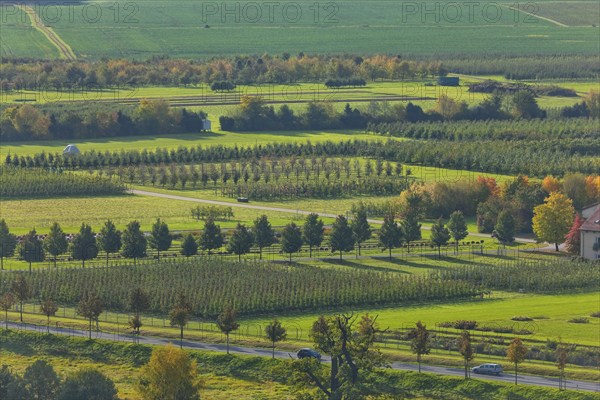 (Copyright © www.dresden fotografie.de) (Sylvio Dittrich) (+49 1772156417) Pillnitz Orchards