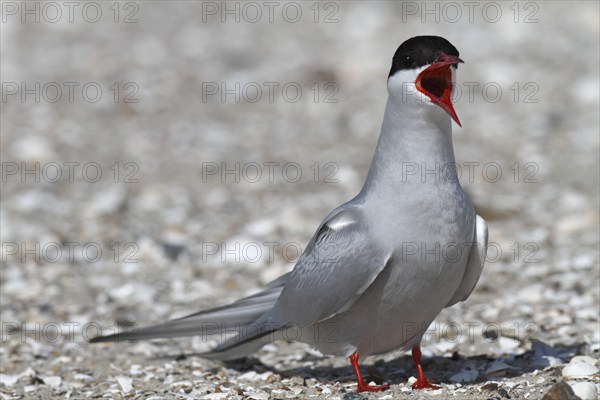 Common Tern (Sterna hirundo), mating in the colony, Lower Saxon Wadden Sea National Park, East