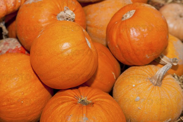 Pumpkins (Cucurbita) (Cucurbitaceae) are a genus of plants in the gourds . Five species are