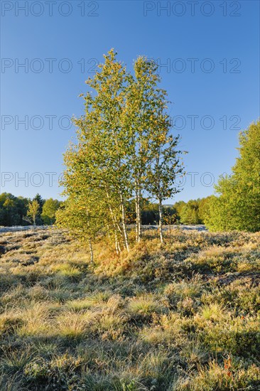 Yellow birch trees in the morning light on a moorland overgrown with heather near Les