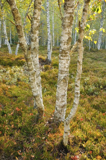 Birch forest amid heather and blueberry bushes, near Les Ponts-de-Martel in the canton of