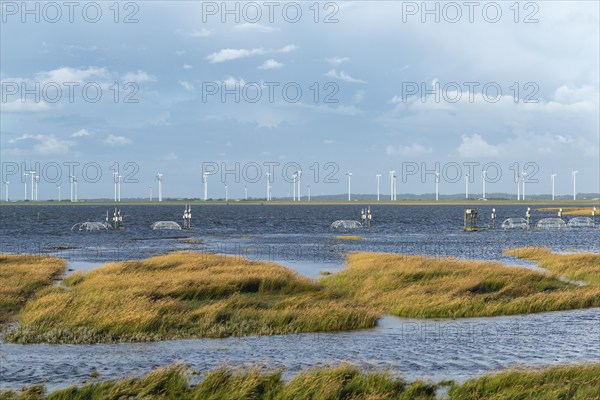 Flooded salt marshes at the Hamburger Hallig, University of Hamburg, Warming experiment, Warming