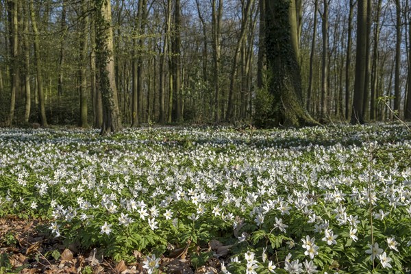 Forest floor covered with wood anemone (Anemone nemorosa), Ahaus, Münsterland, North