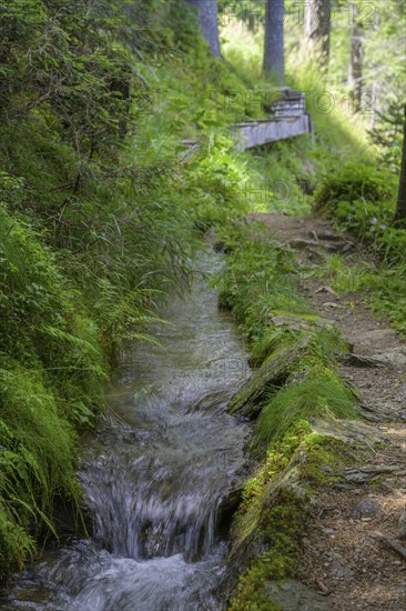 Hiking trail along the Ulfaser Waal, moss in Passeier, South Tyrol, Italy, Europe