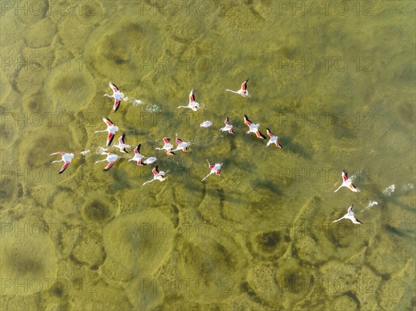 Greater Flamingo (Phoenicopterus roseus), taking off at the shallow lagoon Salinas de Cerrillos