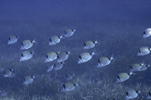 Group, school of common two-banded seabream (Diplodus vulgaris) in the Mediterranean Sea near