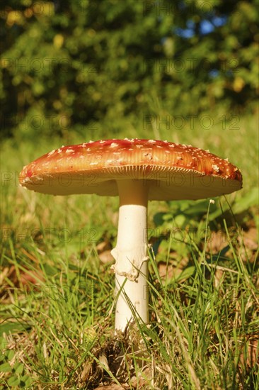 Fly agaric (Amanita muscaria) in a meadow, close-up, Emsland, Lower Saxony, Germany, Europe