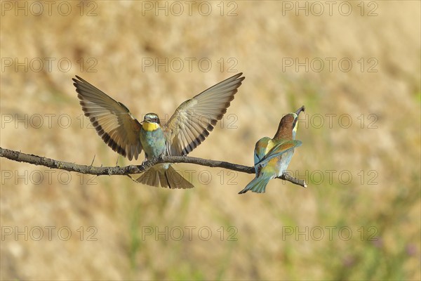 Bee-eater (Merops apiaster) with wings spread to land next to a conspecific on a branch,