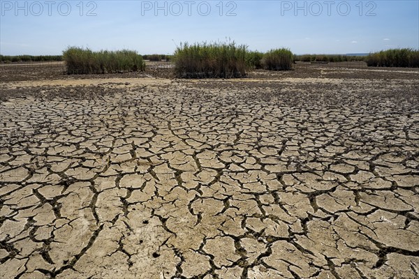 Heavily desiccated soil of Lake Neusiedl, Lake Neusiedl-Seewinkel National Park, Illmitz,