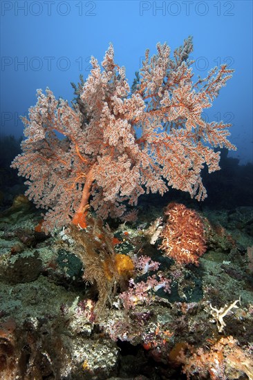 Solitary growing soft coral (Melithea) with extended polyps filtering plankton from the current,