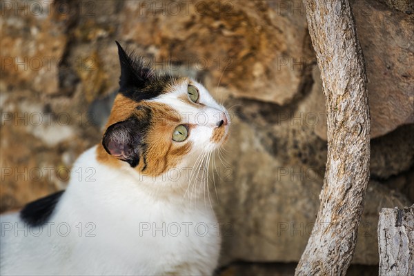 Tricolour cat, attentive view, old town of Mojácar, Almería, Andalusia, Spain, Europe