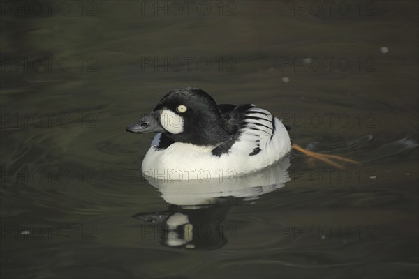 Common Goldeneye (Bucephala clangula), male, swimming, foot, diving ducks, diving duck, Aythyinae,
