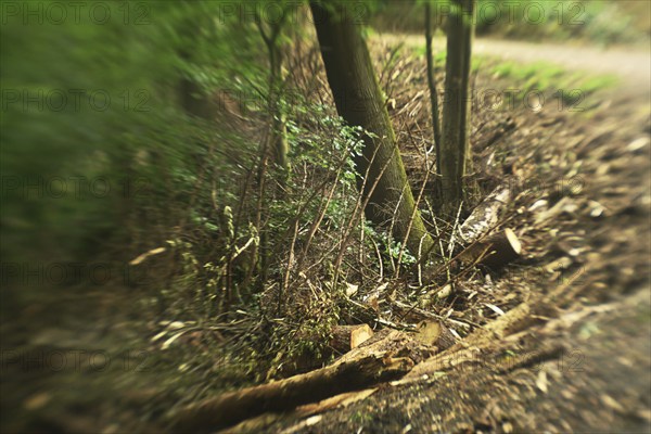 Forest damage in the Sauerland region has caused about 40 % of the spruce stand, especially in