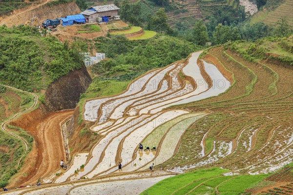 SAPA, VIETNAM, JUNE 10, 2011: Unidentified people working in rice field terraces (rice paddy) near