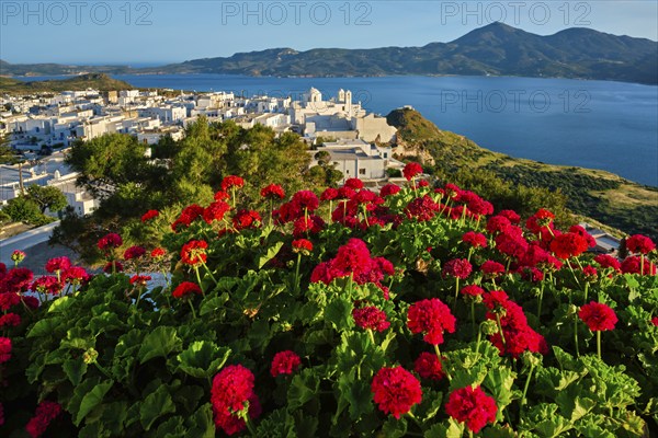 Red geranium flowers with Greek village Plaka in background on Milos island in Greece