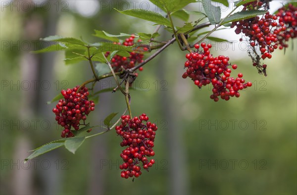 Fruits of the red elder (Sambucus racemosa), Münsterland, North Rhine-Westphalia, Germany, Europe