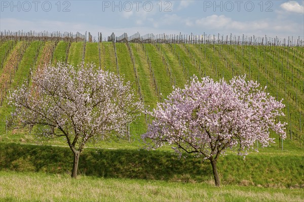 Blossoming almond trees in front of vineyard, cloudy sky, Southern Wine Route, Southern Palatinate,