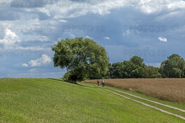 Cycle path on the dyke near Maasholm, Schleswig-Holstein, Germany, Europe