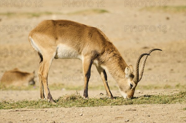 Southern lechwe (Kobus leche) next to a water pond in the dessert, captive, distribution Africa