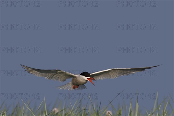 Common Tern (Sterna hirundo), flight study, animal in flight, Lower Saxon Wadden Sea National Park,