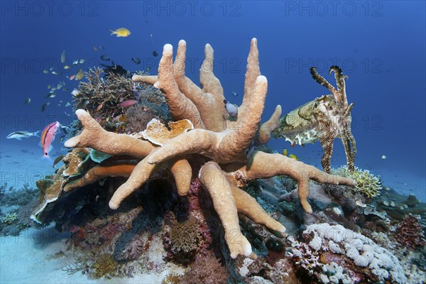 Broad-armed Sepia or broadclub cuttlefish (Sepia latimanus), right, hiding behind Acropora stony