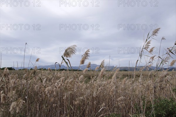 Common reed (Phragmites australis), landscape, nature reserve, biotope, reeds, Parc natural de