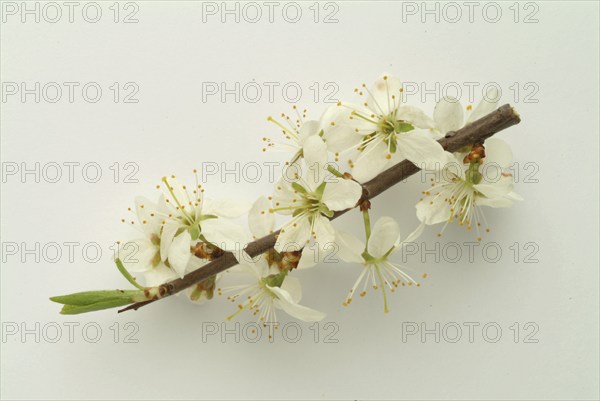 Flower of blackthorn (Prunus spinosa), blackthorn, medicinal plant, fruits, flowers and bark of