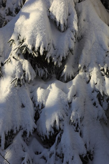 Winter landscape in the Fichtelgebirge, Bayreuth district, Upper Franconia, Bavaria, Germany,