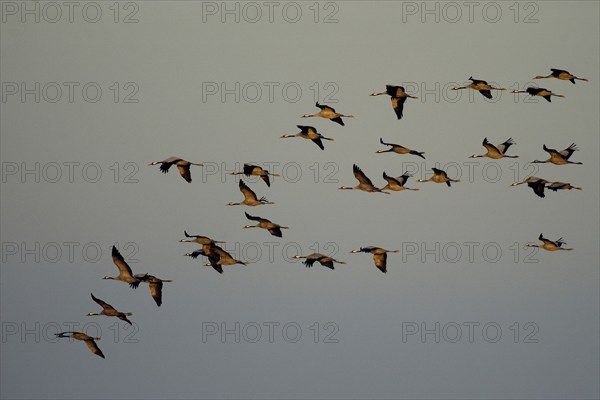Crane (Grus grus) in flight, autumn crane migration, Mecklenburg-Western Pomerania, Germany, Europe