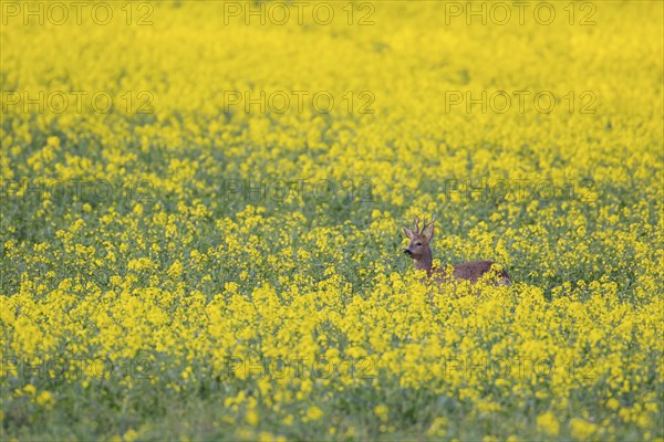 Roe deer (Capreolus capreolus) adult male buck in a summer farmland flowering rapeseed crop,