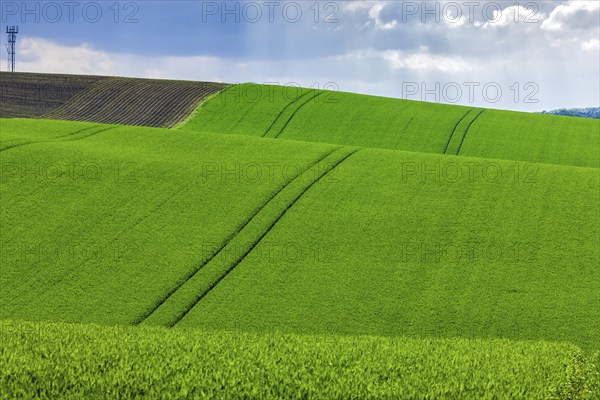 Fields near Lommatzsch