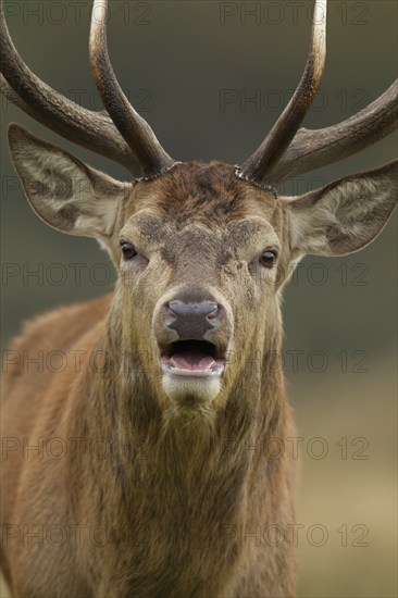 Red deer (Cervus elaphus) adult male stag roaring during the rutting season, Surrey, England,