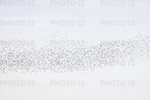 Common (Sturnus vulgaris) starlings fly together, in perfect symbiosis to protect themselves from