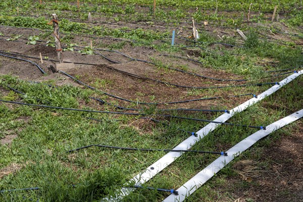 Alamosa, Colorado, Drip irrigation at the Rio Grande Farm Park. The commercial side of the