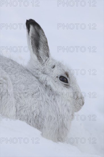 Close-up portrait of mountain hare (Lepus timidus), Alpine hare, snow hare in white winter pelage