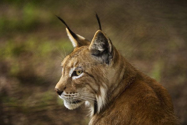 Eurasian lynx (Lynx lynx), northern lynx portrait, captive in Sababurg Zoo, Hofgeismar,