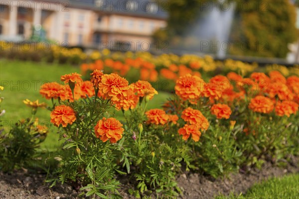 (Copyright © www.dresden fotografie.de) (Sylvio Dittrich) (+49 1772156417) Pillnitz Palace Park