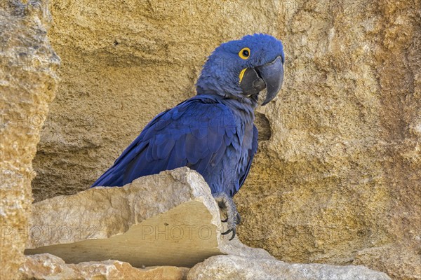 Hyacinth macaw, hyacinthine macaw (Anodorhynchus hyacinthinus) on rock ledge in cliff face, parrot