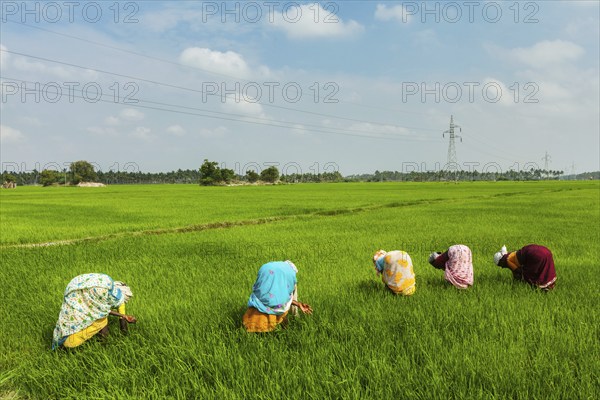 TAMIL NADU, INDIA, FEBRUARY 13, 2014: Unidentified Indian women harvests rice in the paddy field.