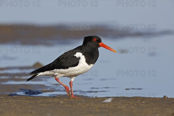 Eurasian oystercatcher (Haematopus ostralegus), adult bird walking in the mudflats, Lower Saxony