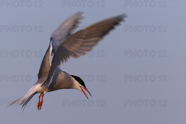 Common Tern (Sterna hirundo), flight study, animal in flight, Lower Saxon Wadden Sea National Park,
