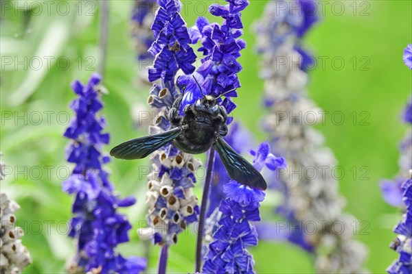 Carpenter bee (Xylocopa), Germany, Europe