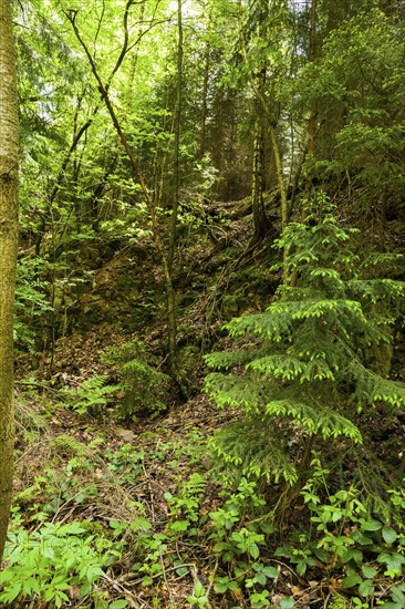 The Tharandt Forest, formerly known as the Grillenburg Forest, is a landscape in the centre of