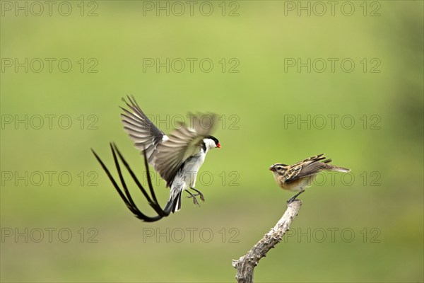 Pintailed Whydahs, pair, courting, Sabie Sand Game Reserve, South Africa (Vidua macroura)