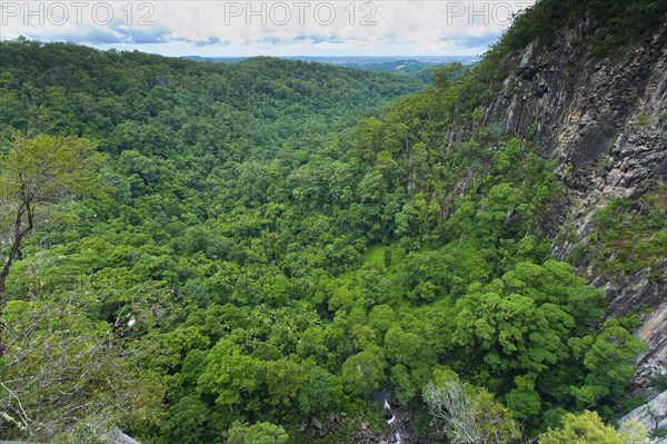 Eucalyptus trees (Eycalyptus), tree, palms, rainforest, landscape, tropics, plant, flora, jungle,