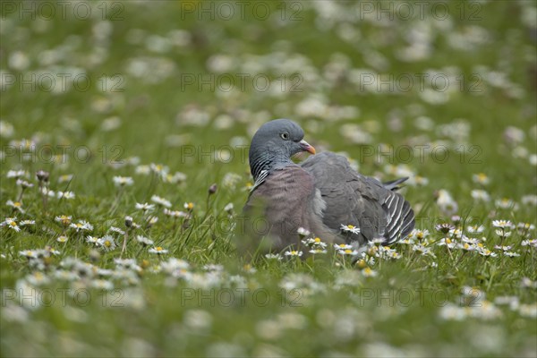 Wood pigeon (Columba palumbus) adult bird on a grass lawn filled with flowering daisy plants,