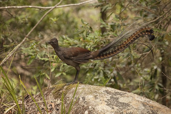 Brown-backed Lyrebird male in Macquarie Pass National Park, Australia (NSW)